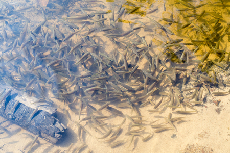 Lake fish.の写真素材