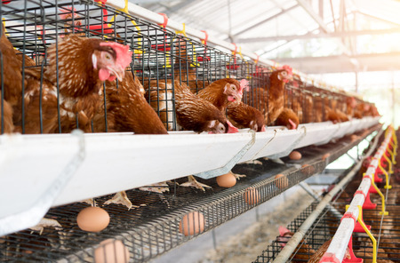 Hen, Chicken eggs and chickens eating food in farmの写真素材