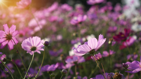 cosmos flower field in wind breeze.の写真素材