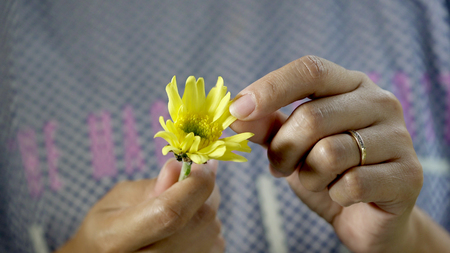 Woman picking petals from a yellow chrysanthemum flower.の写真素材