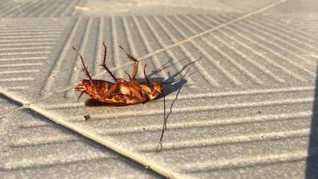 Dead cockroaches on the cement floor