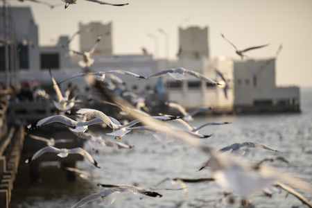 Many seagulls fly happily.の写真素材
