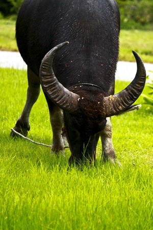 buffaloの写真素材