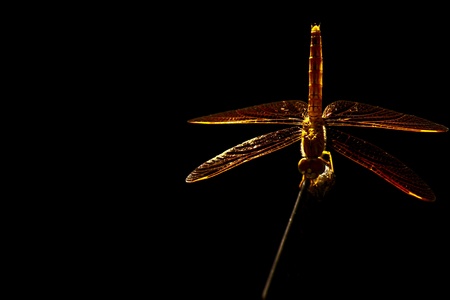 dragonfly の写真素材