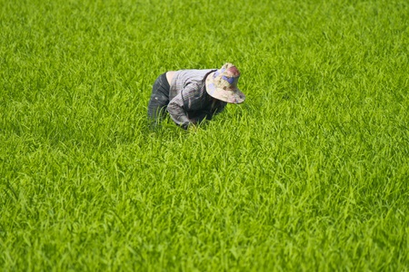 Thai farmer planting in the farmlandの写真素材