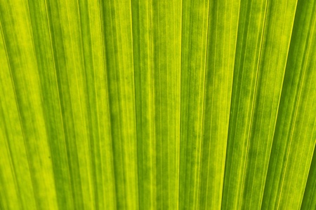 pattern on  green Palm leaf