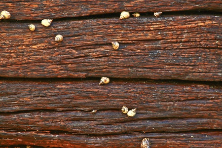 Shellfish on the wood pattern