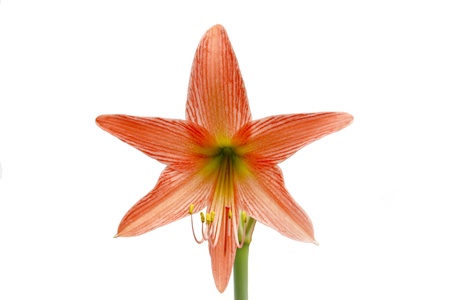 orange hippeastrum on white backgroundの写真素材