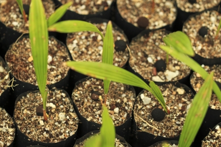 seedlings grown in black bagの写真素材