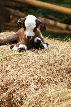 little goat lying down on a pile of straw の写真素材