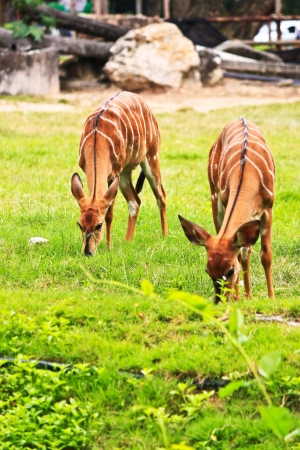 two deer eating grass on the lawn の写真素材