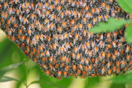 many bees in the hive 