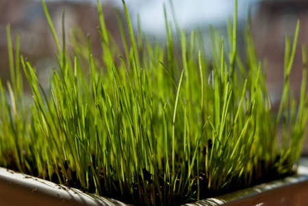 decorative grass in the pot