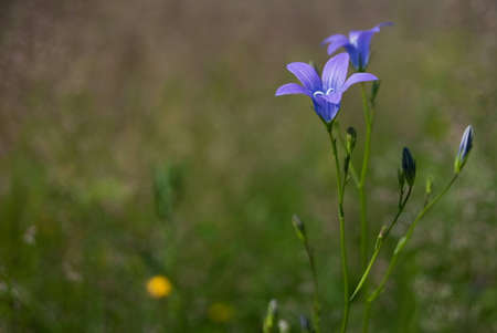 Blue spring flower blooms in meadowsの写真素材