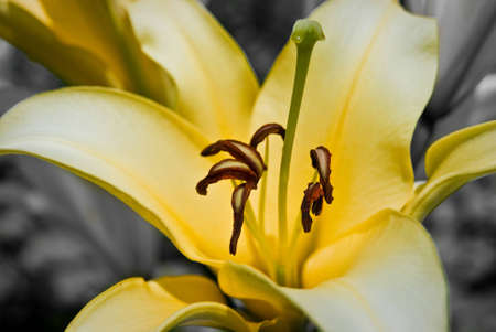 beautiful flower with b&w backgroundの写真素材