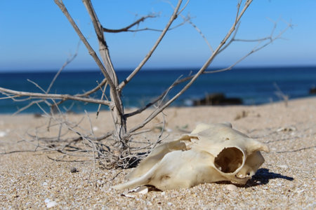 animal skull..Seas.の写真素材