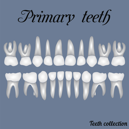 Primary teeth - crown and root , the number of teeth upper and lower jaw done  are easy to edit for print or design