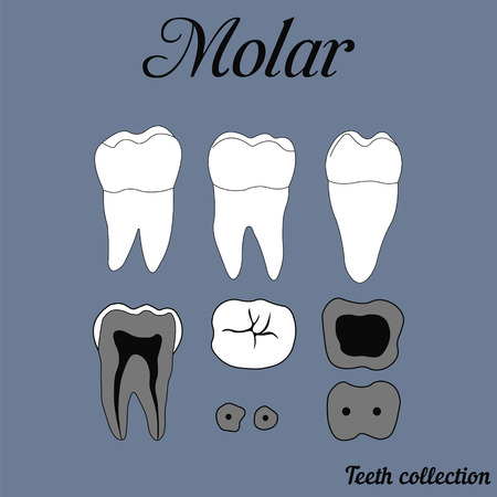 Human tooth - molar - tooth anatomy - dentine, enamel, pulp, root, for design or printingのイラスト素材