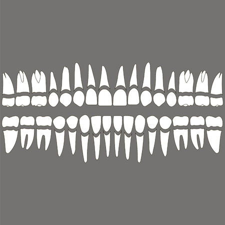 dentition , white teeth and roots separately on a gray background for the dental clinic, dental crowns and roots done in vector and easily editable color and shape.のイラスト素材