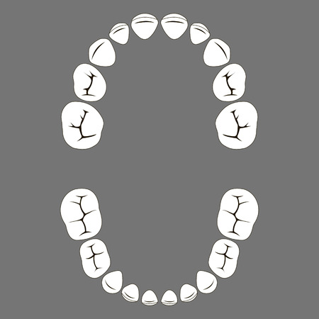 primary deciduous baby Teeth of a child, the chewing surface of vector set toothのイラスト素材