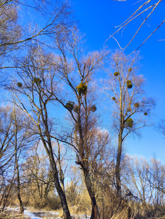 Thickets trees with mistletoe parasite on the branchesの写真素材