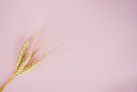 Spikelets of wheat on a pink background.Flat lay.の写真素材