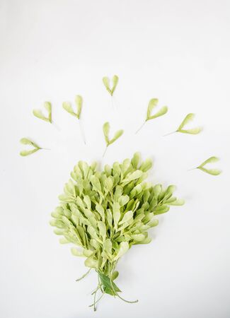Green leaves on white backround.Overhead top view, flat lay. Copy space. Birthday, Mother's, Valentines, Women's, Wedding Day concept.の写真素材