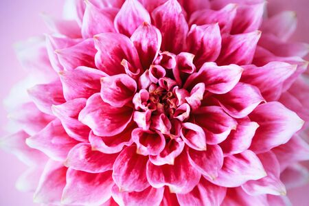 Dahlia on pink background.Overhead top view, flat lay. Copy space. Birthday, Mothers, Valentines, Womens, Wedding Day concept.の写真素材