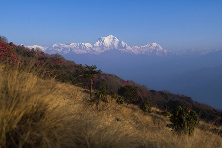 Dhaulagiri and Rhododendron on the way to Poonhill, Nepalの写真素材