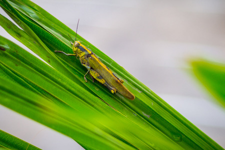 Yellow Grasshopper