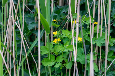 Strawberry flowers blooming in the forest. selective focus.の写真素材