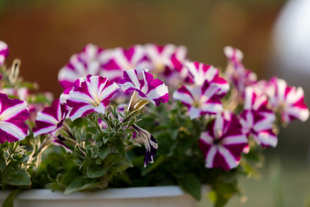Purple and white petunia flowers in a pot on blurred backgroundの写真素材