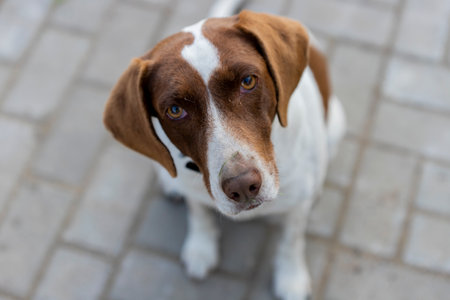 Portrait of a dog looking at the camera on the street.の写真素材