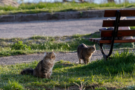 Two cats sitting on a bench in the park. Shallow depth of field