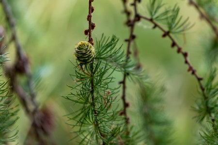 Larch tree branch with young green cone on blurred background, closeupの写真素材