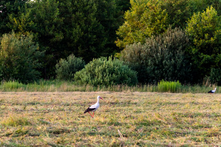 White stork on a meadow in the summer. Landscape.の写真素材
