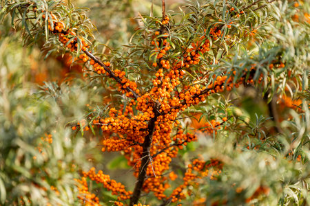 Sea buckthorn berries on a branch in autumn, close-upの写真素材
