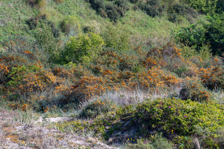 beautiful landscape with sea buckthorn flowers blooming in summerの写真素材