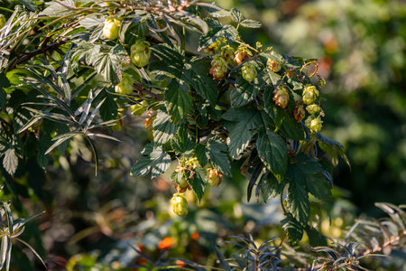 Hop cones on the branches of a tree in the garden, close-up