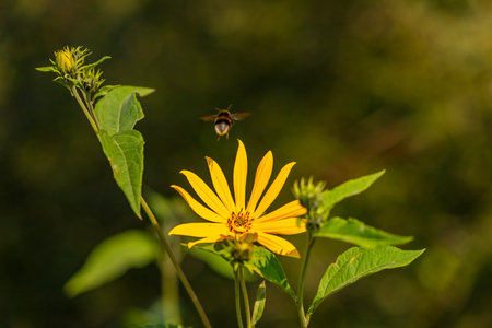Yellow flower and bumblebee on green background. Shallow depth of field.