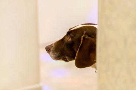 The dog looks from around the corner. Head of pointer. White tones.