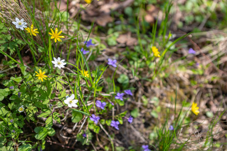 Bright flower meadow sunshine. Anemone nemorosaの写真素材