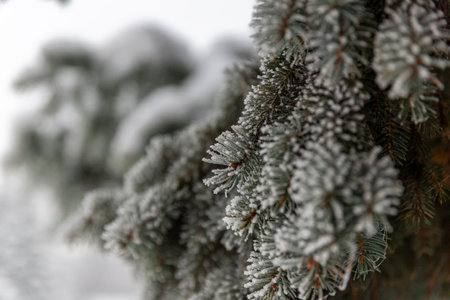 Spruce branch in frost. Close up. Selective focus.