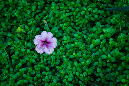 One purple flower on a green grass background.の写真素材