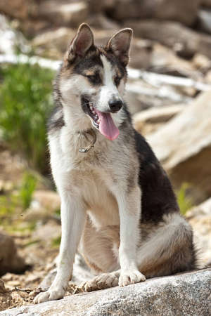 The stray dog is sitting on a large stone