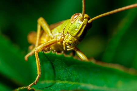 A green grasshopper close-up in green grass.の写真素材