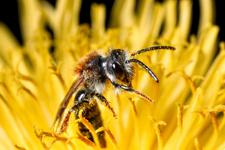 The insect is in the pollen of the yellow flower.