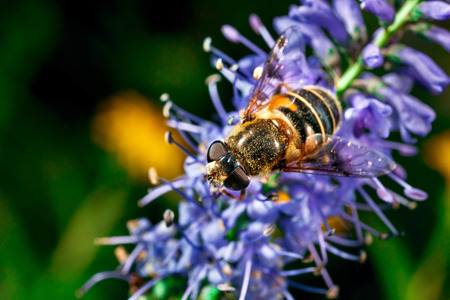 Bumblebee on a purple flower collects nectar. Bumblebee close-up.