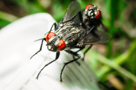 Mating two flies. Flies close-up on a bright background.の写真素材