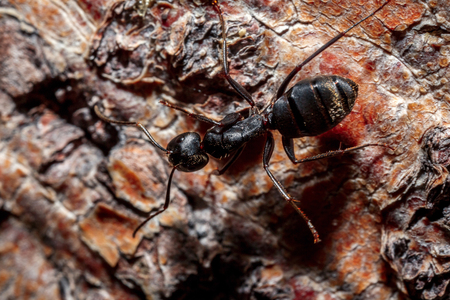 The ant on the ground close up.の写真素材